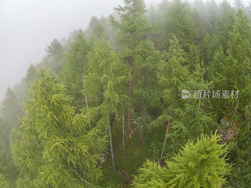 瑞士雾中的松树林