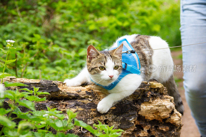 美丽的棕色和白色的猫在挽具和铅享受探索的乡村，同时与她的主人在春天的冒险。