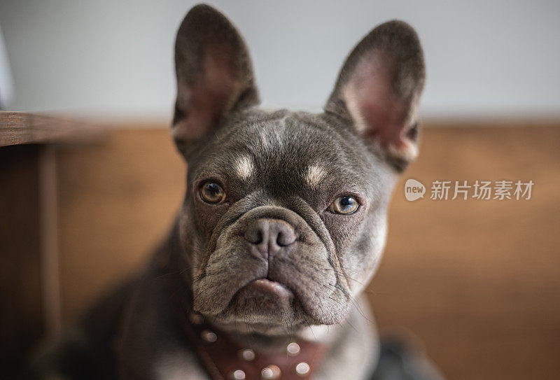 蓝褐色法国斗牛犬的肖像拍摄