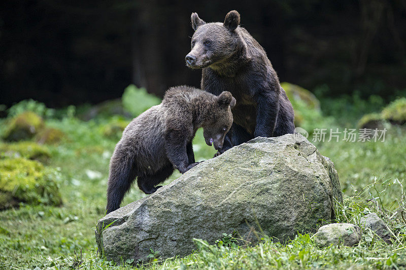 棕熊妈妈和她的幼崽，野生动物射杀，喀尔巴阡，特兰西瓦尼亚