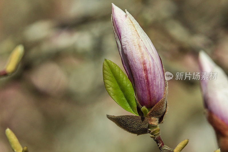 宏观照片的春天玉兰花芽和花在一个阳光明媚的春天