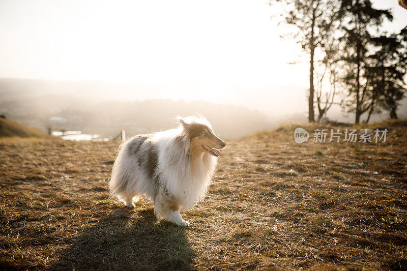 牧羊犬在黄金时间穿过草地