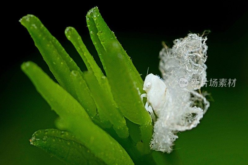 蚜虫对动植物昆虫行为的影响。