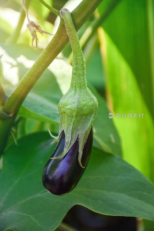 菜园里生长的茄子