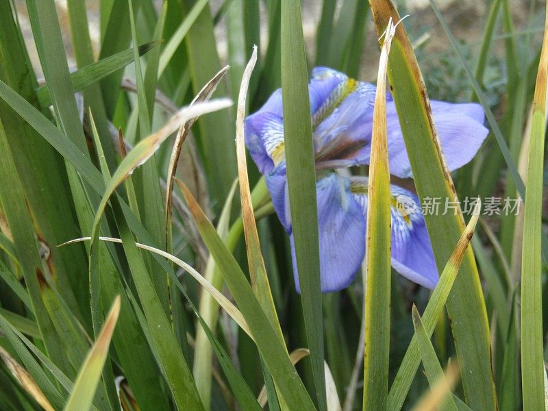 日本。1月底。第一个虹膜花。