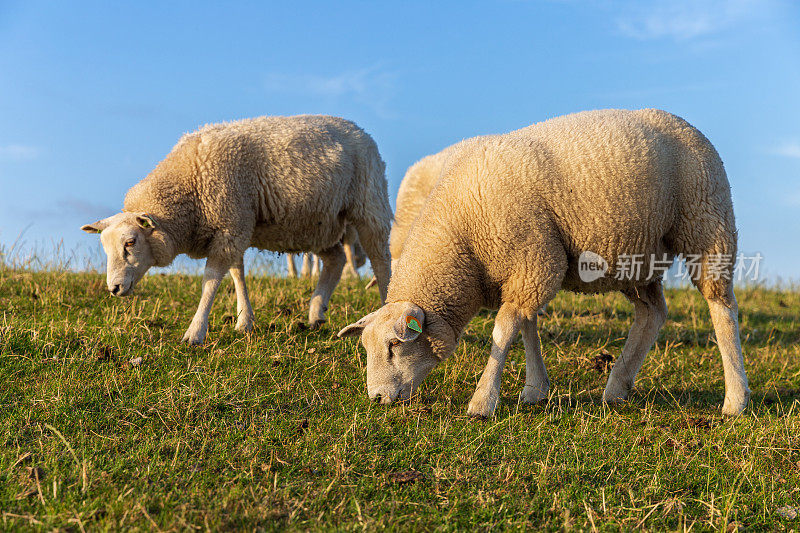 特谢林岛堤坝上的羊(荷兰)