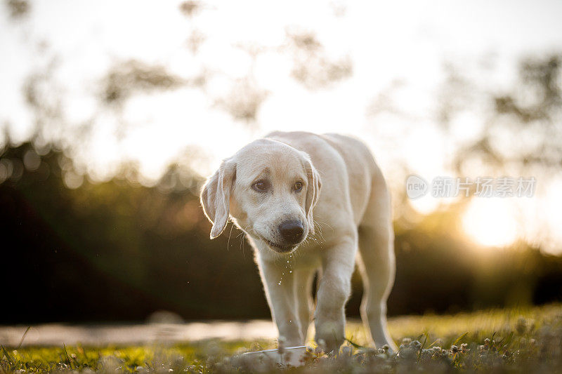 拉布拉多猎犬在公园散步