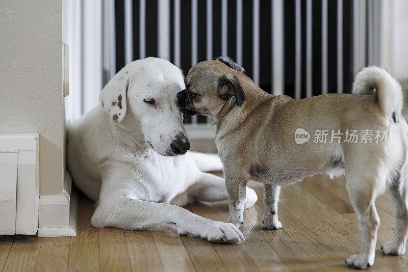 哈巴狗在舔另一只狗的耳朵，这时它正在地板上休息。