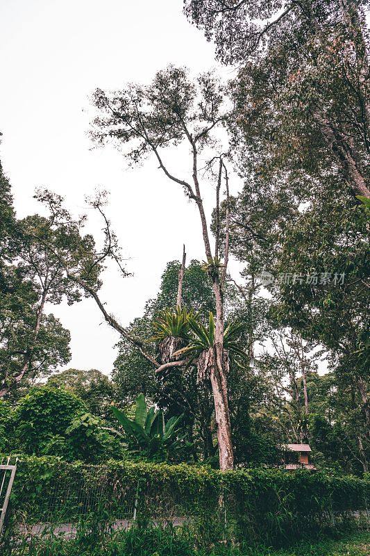 丛林雨林乔木中有白杨，又称燕窝蕨，是一种附生植物。