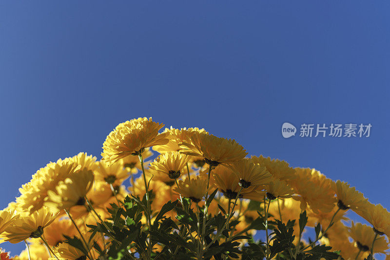 秋日阳光明媚，黄色的菊花孤立在蓝天下。
