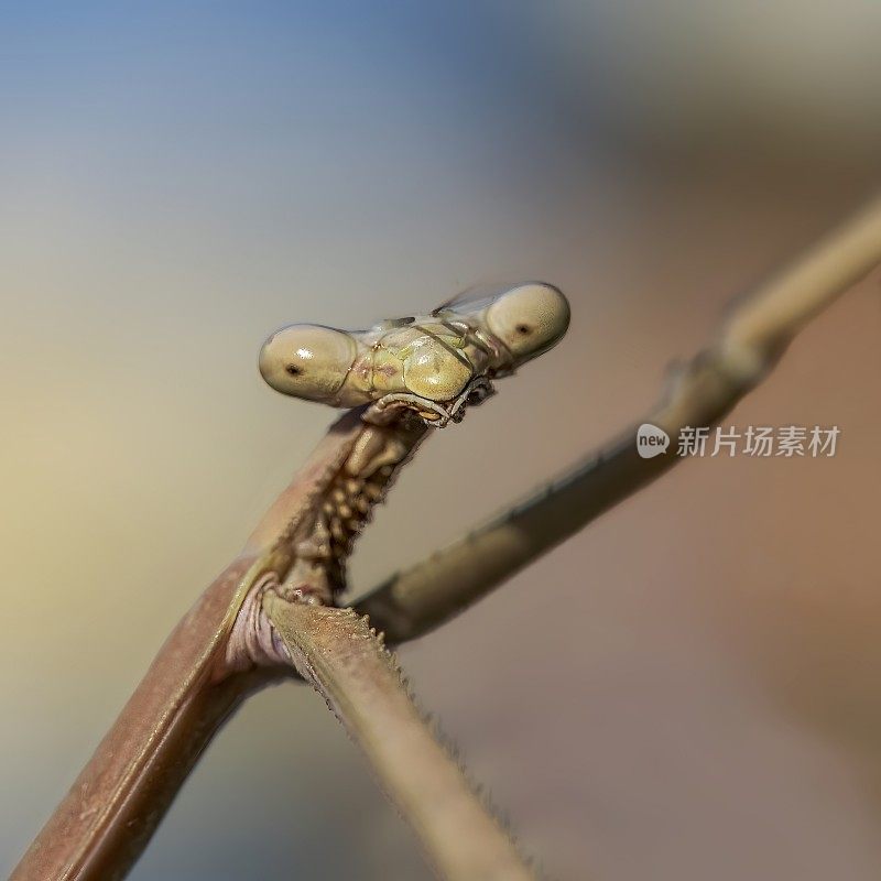 竹节虫(phasmatoia)