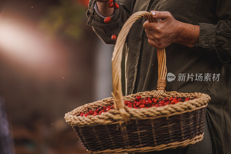 特写镜头中，一位年长的女士拿起一把鲜红的玫瑰果，把它们倒回篮子里