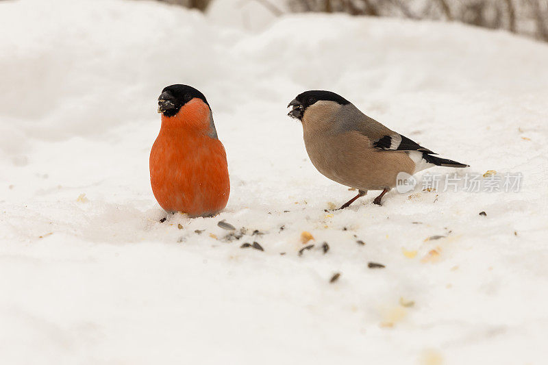 欧亚红腹灰雀。雄性和雌性在雪地上