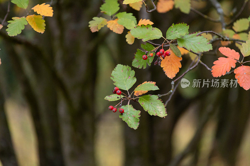 花楸在树枝上。