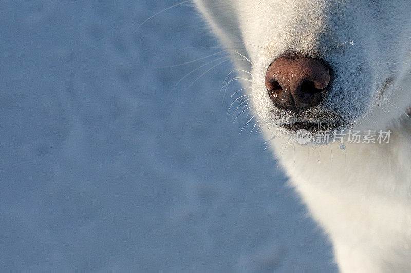 柴犬的鼻子在雪地里