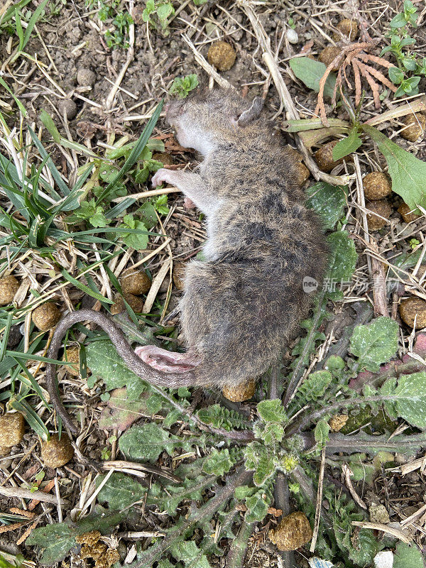 绿草地上躺着一只死老鼠