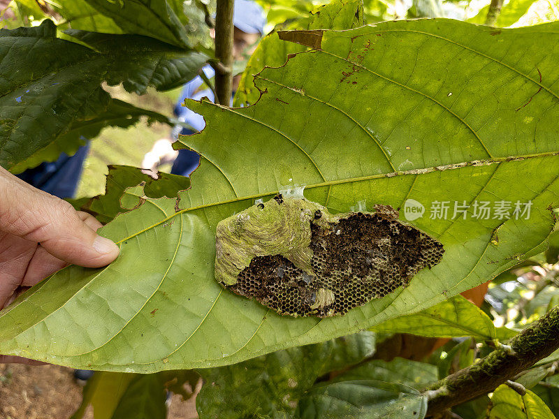 哥斯达黎加云雾森林棕榈树下的蜂巢