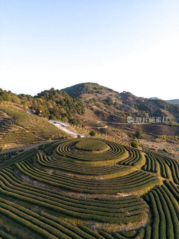 茶园梯田的风格