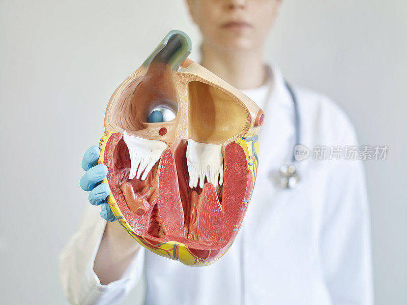 医生正在展示人类心脏的横切面