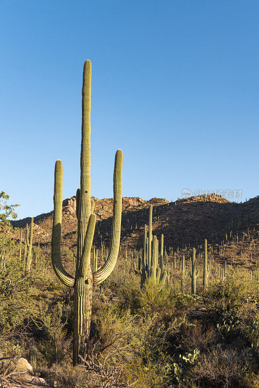 位于亚利桑那州图森市的萨瓜罗国家公园沙漠景观