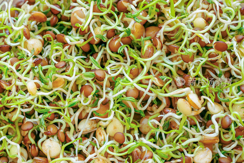 素食和健康食品:发芽小扁豆