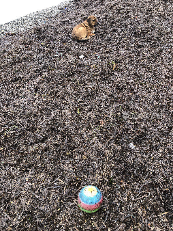 海草上的狗和彩球