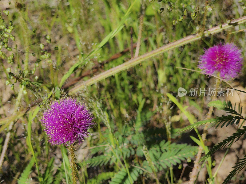 小野花沿着栅栏排。