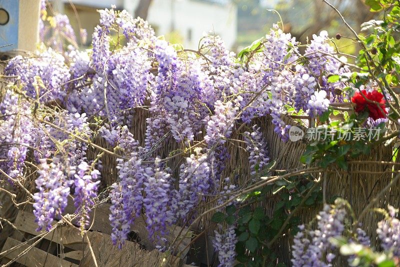 紫藤植物在阳光下