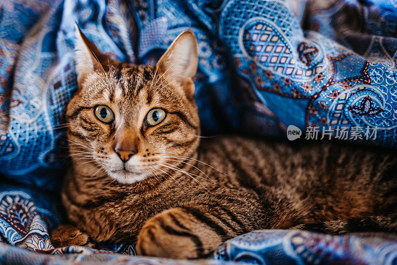警觉的灰棕色猫躺在他自己做的羽绒被洞的床上