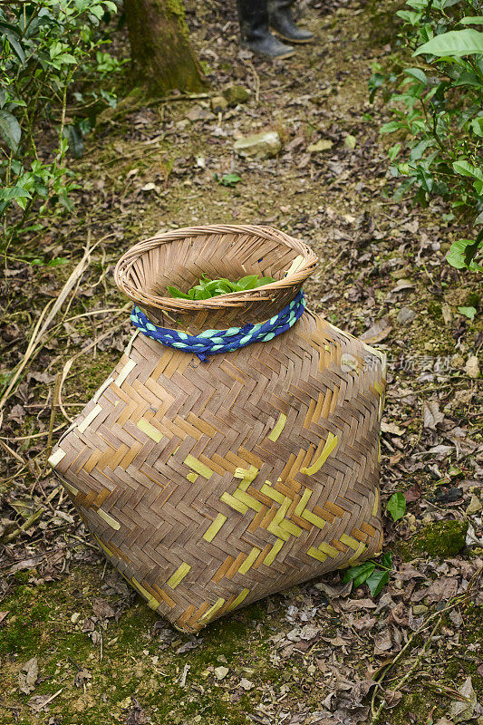 毯子里的新鲜茶叶。