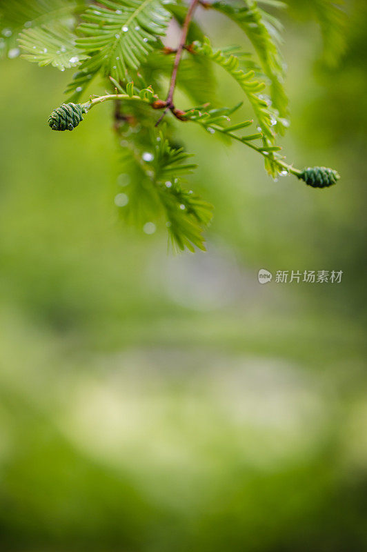 芽，松树，松芽糖浆，消费主义，欧洲