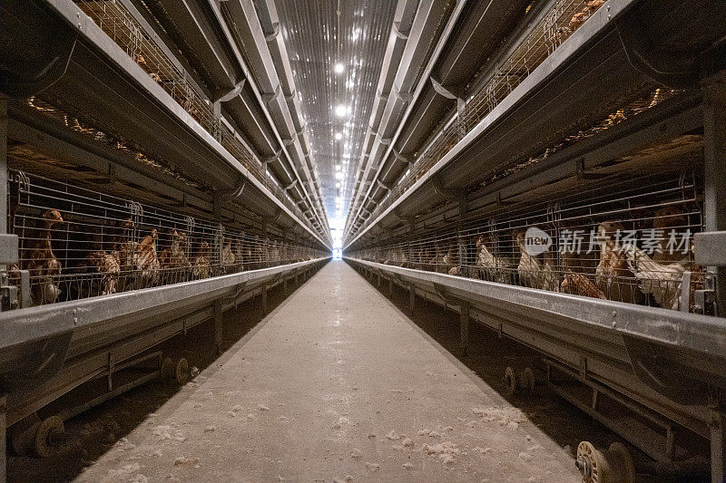 自动化养鸡温室