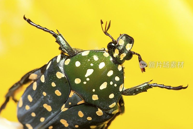 棘原甲(Acanthoprotaetia)甲虫-黄色背景。