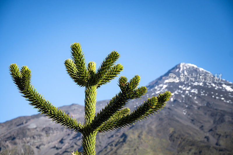 火山景观中的阿劳卡利亚树枝