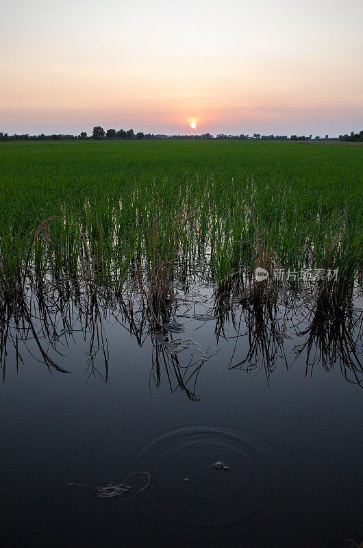 湄公河三角洲，夕阳下的田江年轻的稻田
