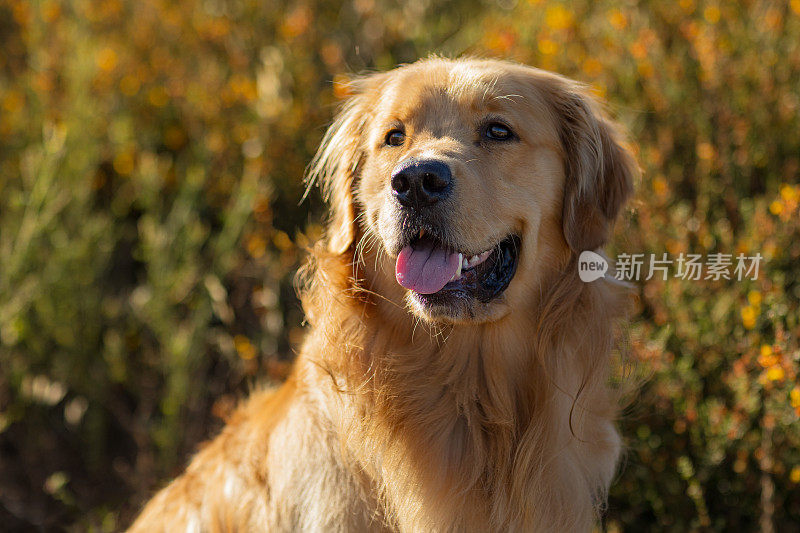 在温暖的午后阳光下，金毛猎犬在草地上散步的肖像。