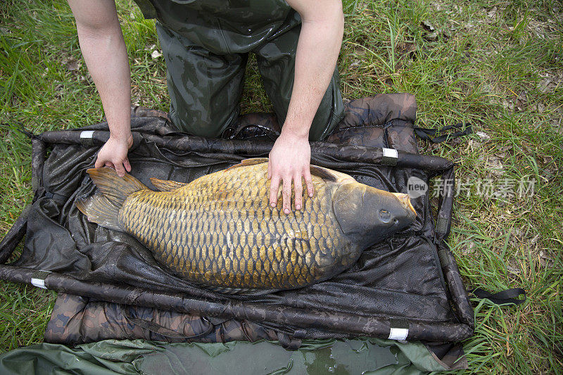 在欧洲的一条河里捕获的一条巨大的鲤鱼