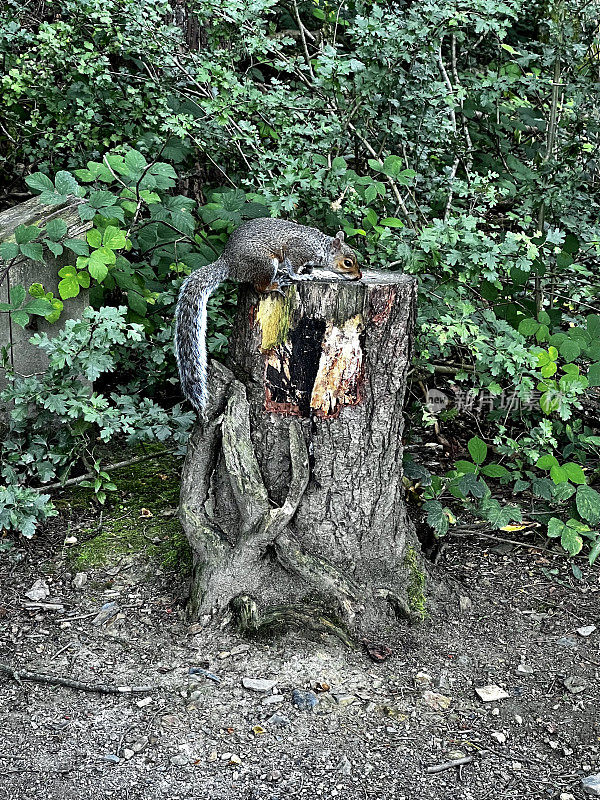 树桩上的松鼠