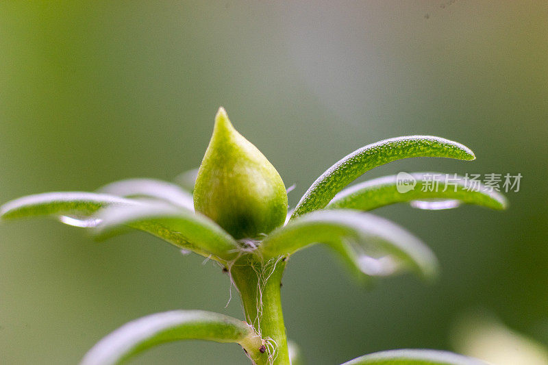 芦荟精华素