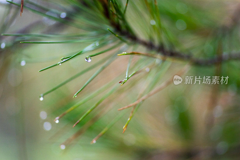 松树叶子上的雨滴