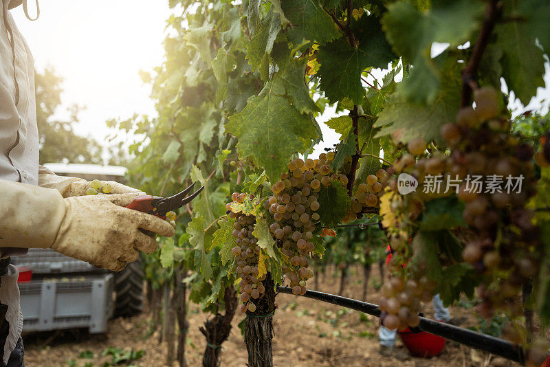 葡萄酒的葡萄收获:意大利的vendemmia葡萄园