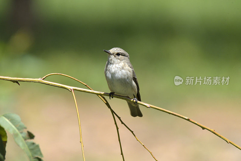 发现捕蝇草