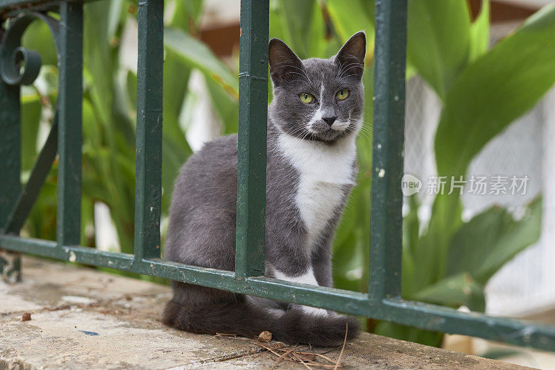 灰白色的流浪猫坐在花园栅栏后面