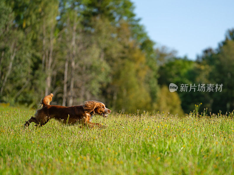工作的可卡犬在草地上奔跑，挪威奥斯陆