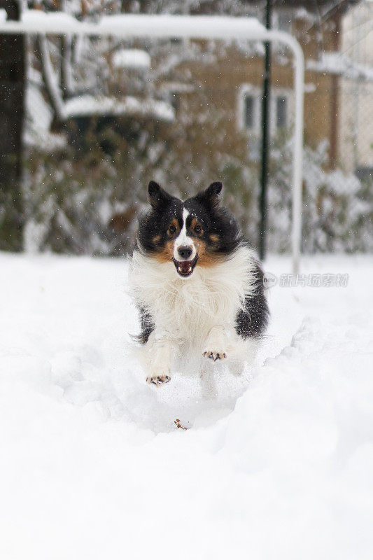 设得兰牧羊犬在雪地里玩耍