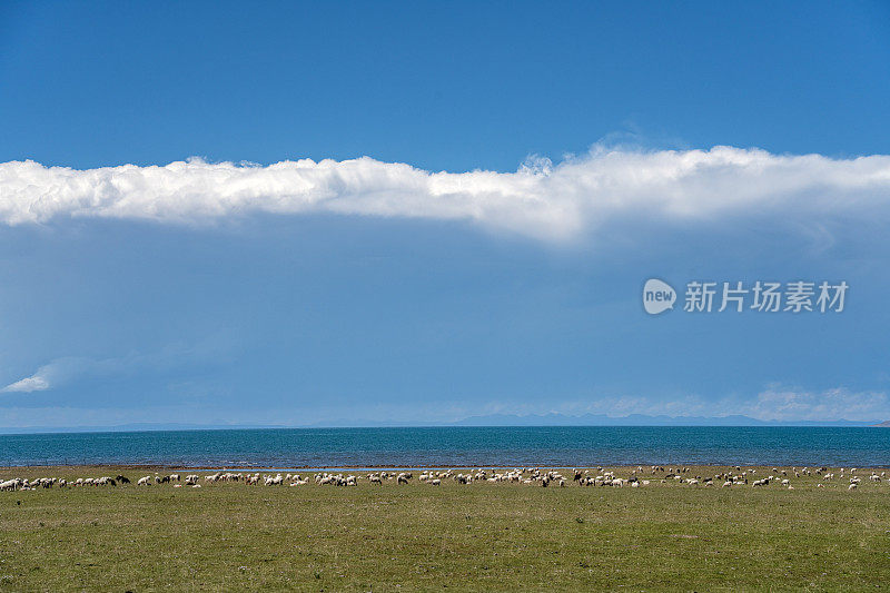 阳光明媚的天气，湖边的草原和油菜花