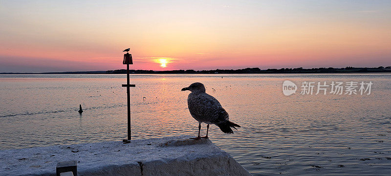 威尔士卡纳文海岸的夕阳正对着安格尔西，海鸥的剪影在前景。