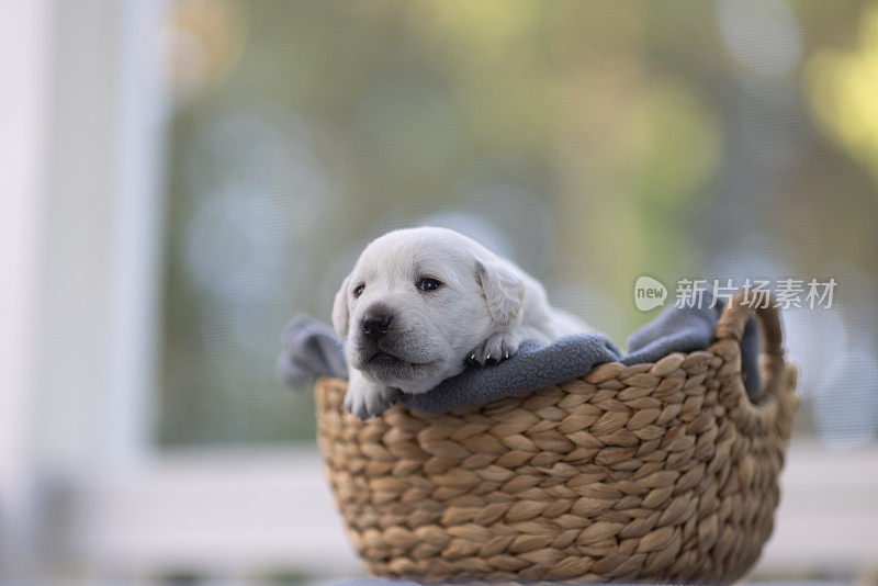 第21天新生的白色拉布拉多犬在篮子里