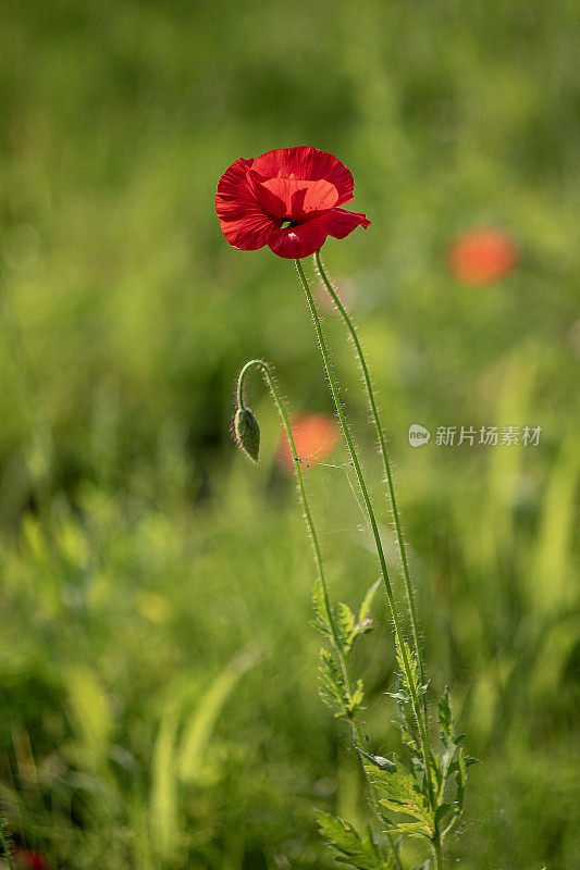 野花