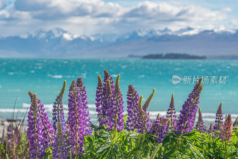 蒂卡波湖边的卢平湖